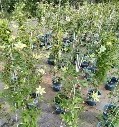 矮栅栏上铁线莲攀爬技巧是什么？