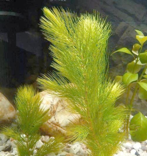 马鞍山适合种植哪些沉水观赏植物？