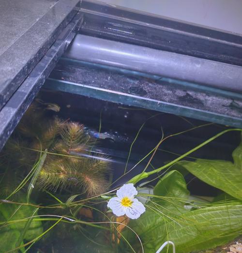 马鞍山适合种植哪些沉水观赏植物？