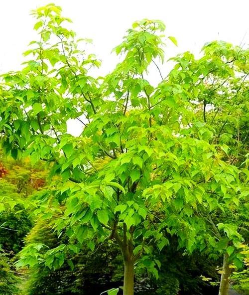 树科观赏植物有哪些种类？如何选择适合的品种？