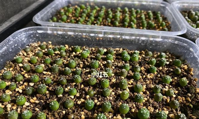 白鸟的最佳播种时间是什么时候？播种前需要做哪些准备？