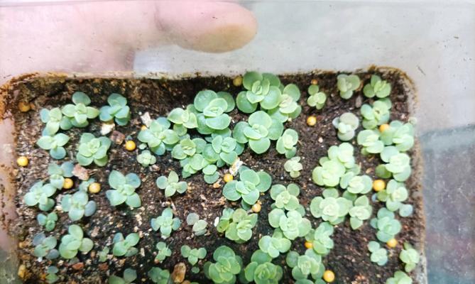 白鸟的最佳播种时间是什么时候？播种前需要做哪些准备？