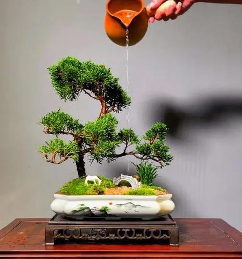 迎宾松树盆景的养护方法是什么？