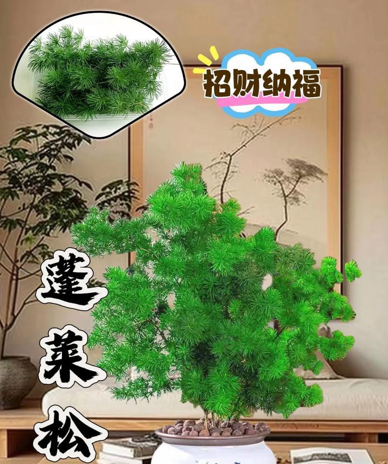迎宾松树盆景的养护方法是什么？
