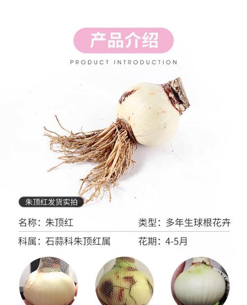 朱顶红圆种球的品种是什么？