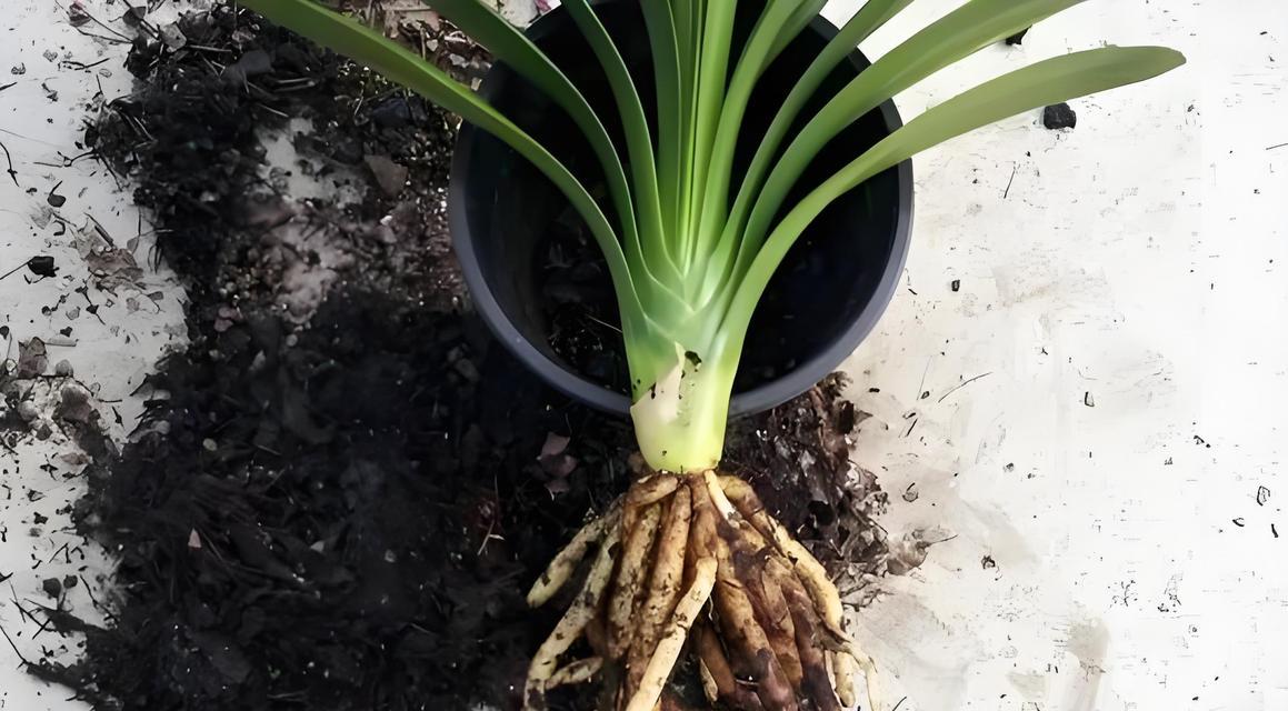 花卉繁殖后多久换盆好？换盆的最佳时机是什么时候？