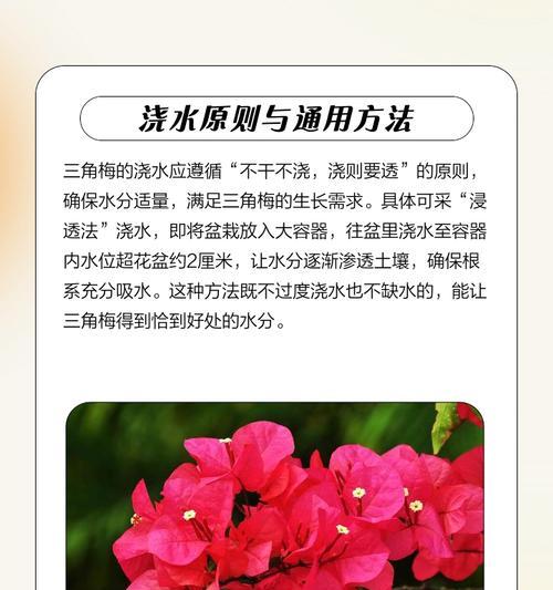 深盆种植三角梅的正确方法是什么？