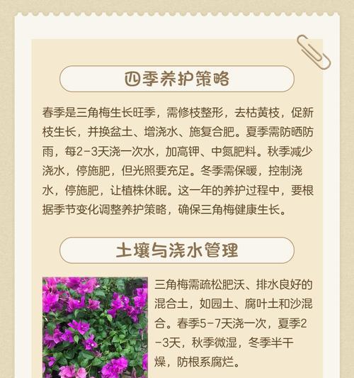 深盆种植三角梅的正确方法是什么？
