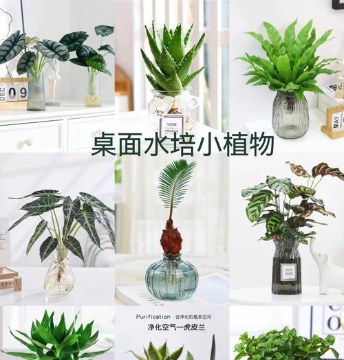 水培水兰叶子发黄的解决方法有哪些？
