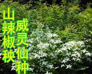 如古铁线莲种子的培育方法有哪些？如何确保种子的成活率？