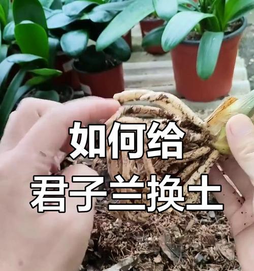有颈君子兰的养护方法是什么？如何正确养护有颈君子兰？