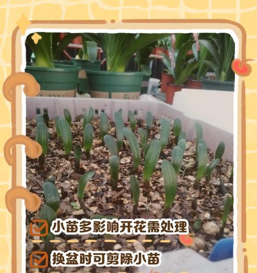 有颈君子兰的养护方法是什么？如何正确养护有颈君子兰？