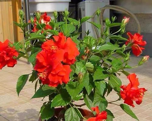 木槿花叶子发黄是什么原因？如何进行有效养护？