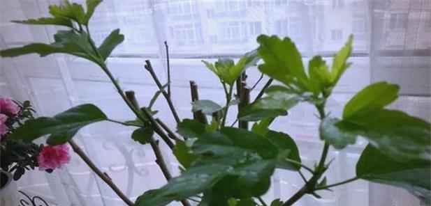 木槿花叶子发黄是什么原因？如何进行有效养护？