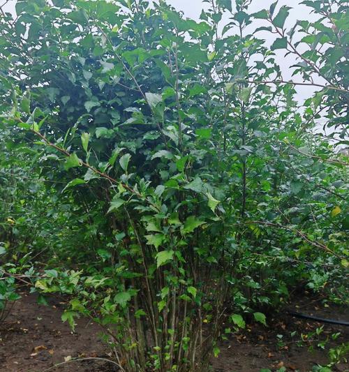 木槿花叶子发黄是什么原因？如何进行有效养护？