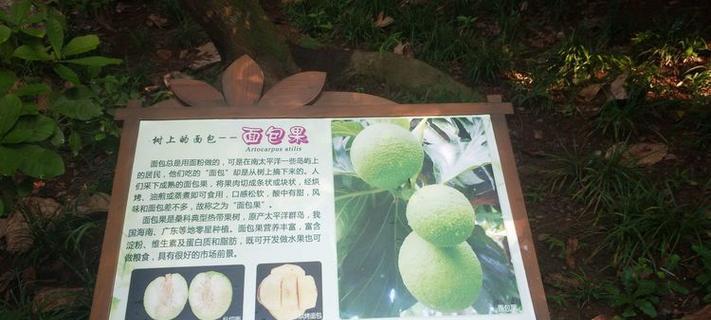 海南椰子果树叶子发黄干枯的解决方法是什么？