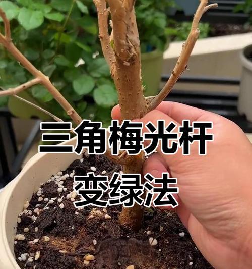 三角梅不饱满的解决方法有哪些？