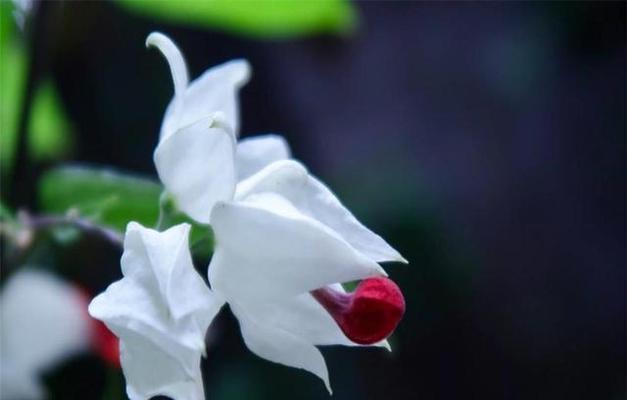 龙吐珠叶子发黄怎么解决？有哪些有效的处理方法？