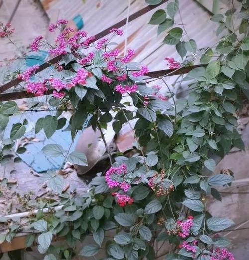 龙吐珠叶子发黄怎么解决？有哪些有效的处理方法？