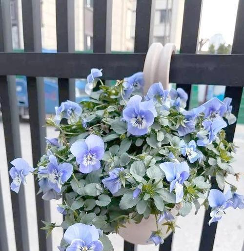 冬天阳台种植哪些花卉既美观又耐寒？