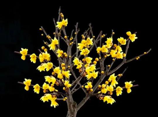 冬天阳台种植哪些花卉既美观又耐寒？