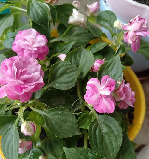 冬天阳台种植哪些花卉既美观又耐寒？