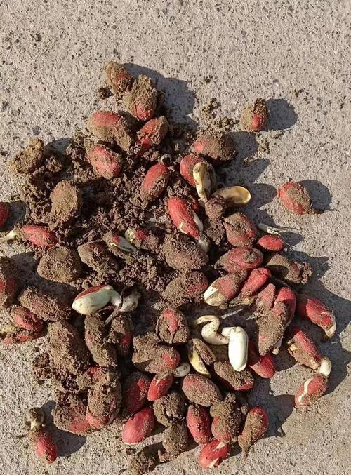 白玉豆播种不出苗的原因是什么？