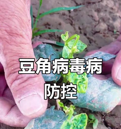豆角叶子发黄是什么原因？如何解决？