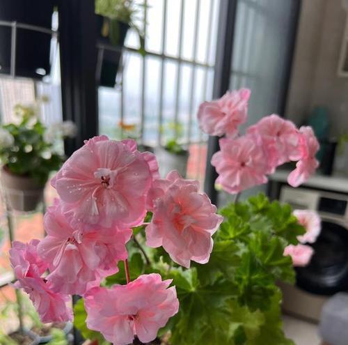 阳台长盆适合种植哪些花卉？