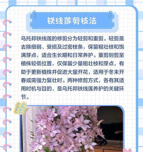 铁线莲花后修剪方法是什么？
