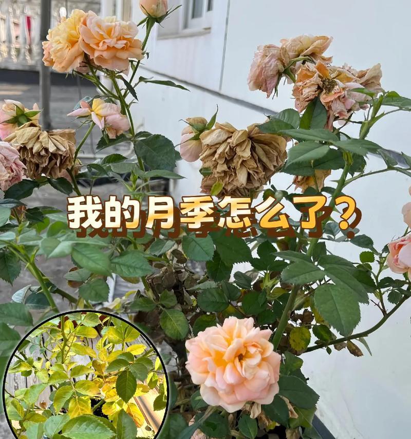 如何种植月季以促进根系强壮？