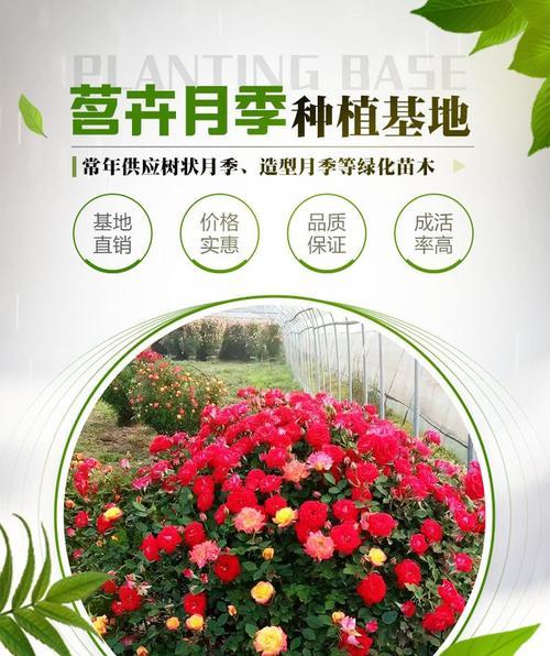 如何种植月季以促进根系强壮？