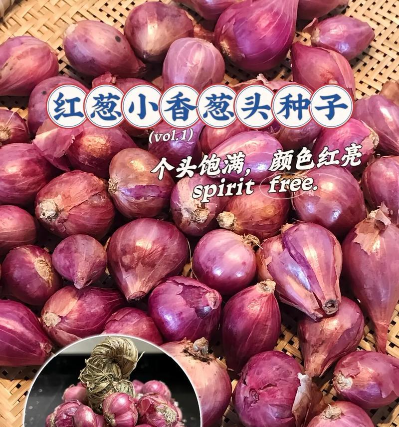 种植火葱时施肥技巧有哪些？