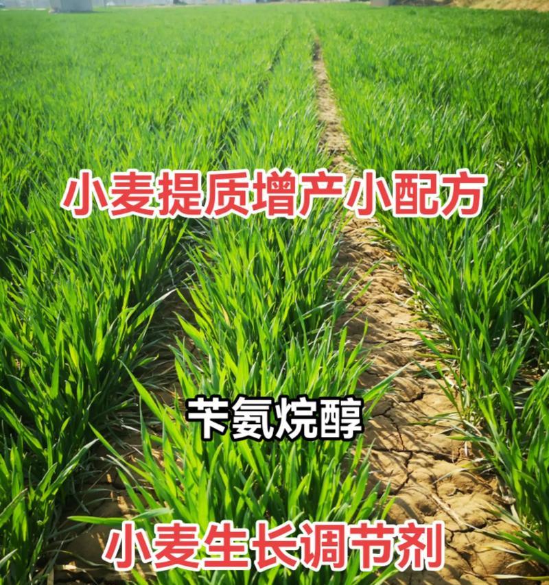 广东地区小麦种植的关键技术要点是什么？