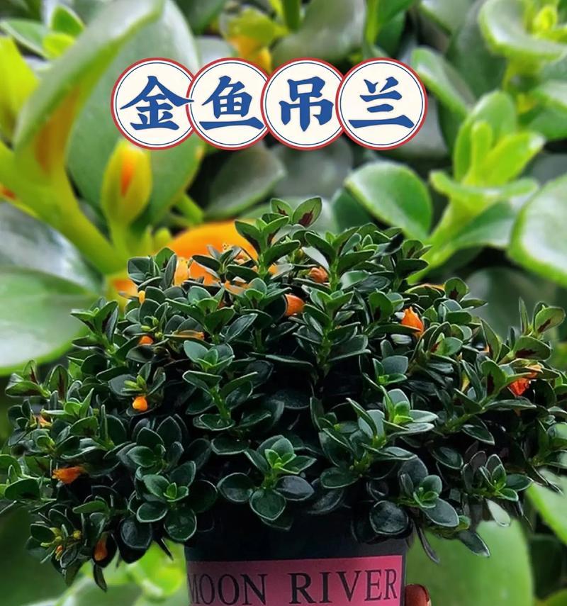绿植吊篮适合哪些观赏植物？推荐种类有哪些？