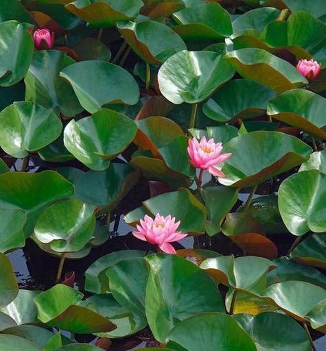 草金鱼池适合种植哪些水生植物？