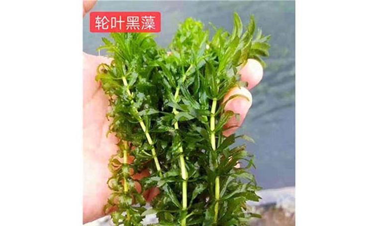 草金鱼池适合种植哪些水生植物？