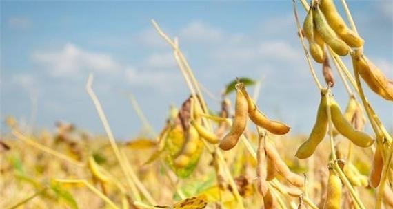 黄豆播种时理想的墒情条件是什么？
