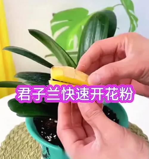 君子兰推号技巧？使用什么工具进行君子兰推号？