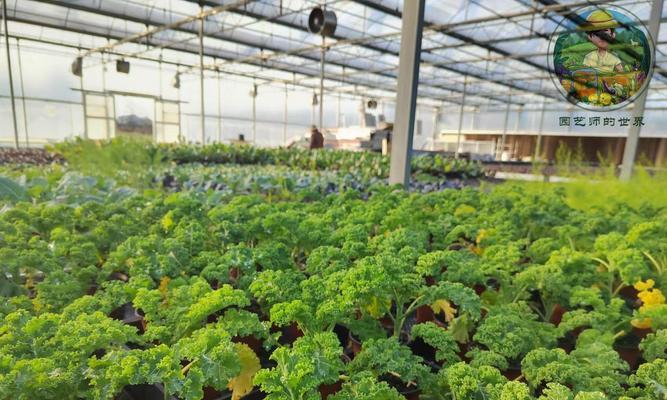 观赏植物与农作物的区别是什么？