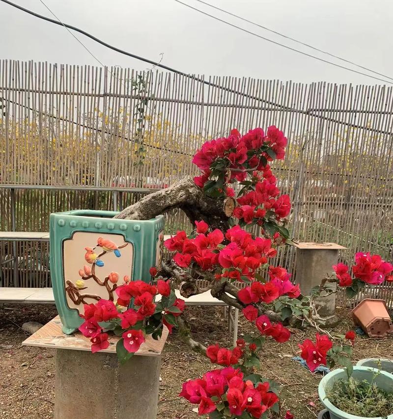 老桩三角梅修剪技巧是什么？如何修剪才能促进生长？
