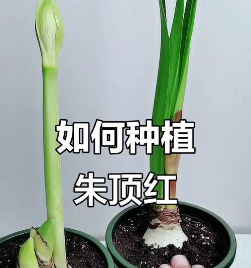 朱顶红掰侧球的最佳时机是什么时候？