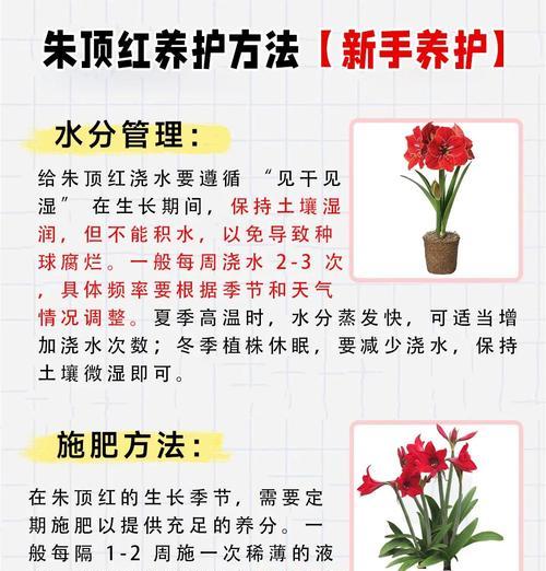 朱顶红掰侧球的最佳时机是什么时候？