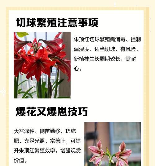朱顶红掰侧球的最佳时机是什么时候？