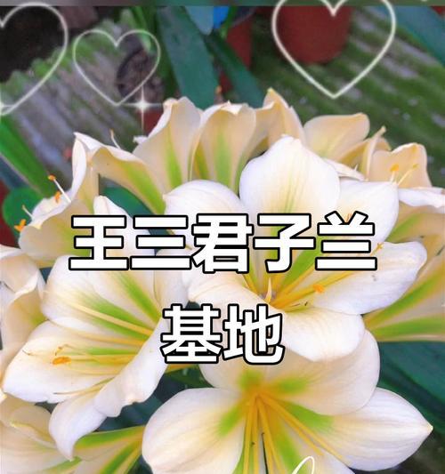 君子兰宠物兰花的正确养殖方法是什么？