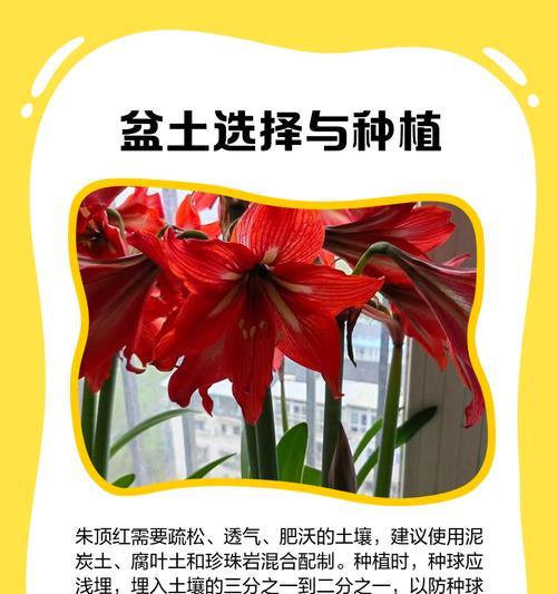 朱顶红怎样培养才能根发芽？