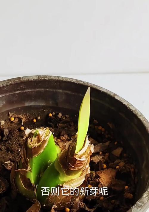 朱顶红怎样培养才能根发芽？