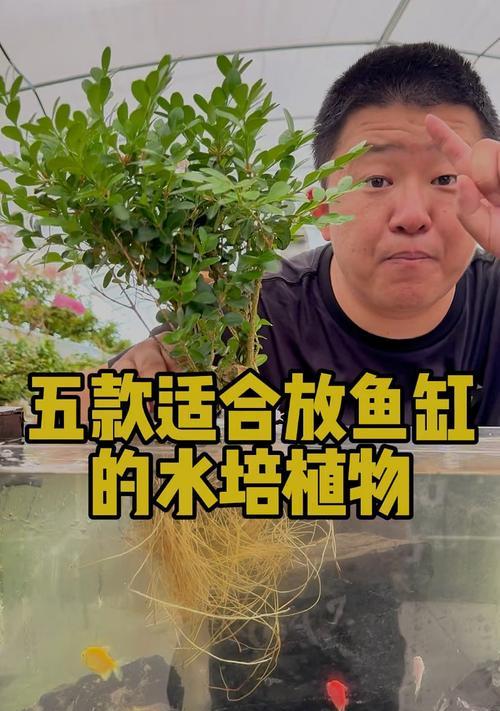 鱼缸中适合哪些观赏植物？