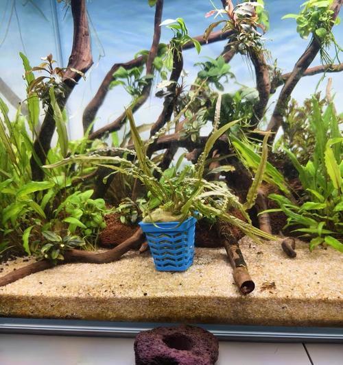 鱼缸中适合哪些观赏植物？