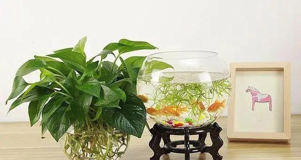 鱼缸中适合哪些观赏植物？